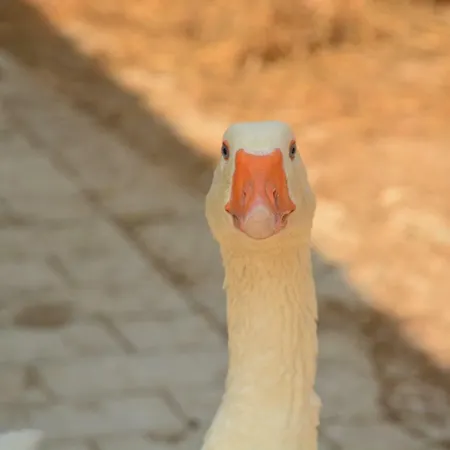 Cascina Del Sole * Asso